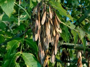 Ripe ash tree seeds hang from their branch